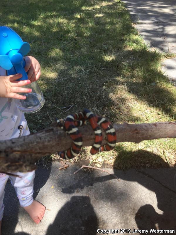 Utah Milksnake (Lampropeltis triangulum taylori)