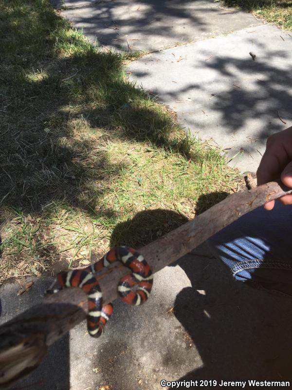 Utah Milksnake (Lampropeltis triangulum taylori)