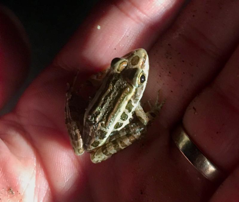 Pickerel Frog (Lithobates palustris)