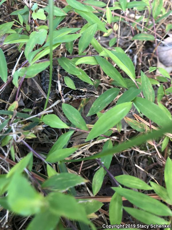 Pickerel Frog (Lithobates palustris)