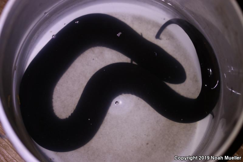 Two-toed Amphiuma (Amphiuma means)