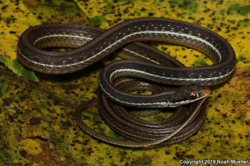 Peninsula Ribbonsnake (Thamnophis sauritus sackenii)