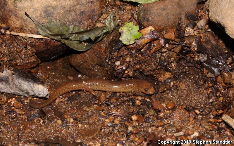 Northern Spring Salamander (Gyrinophilus porphyriticus porphyriticus)