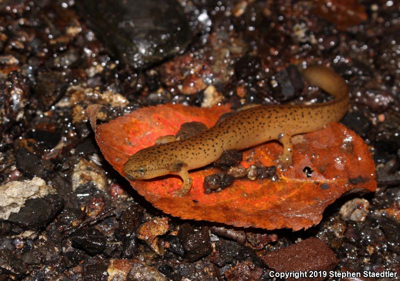 Northern Red Salamander (Pseudotriton ruber ruber)