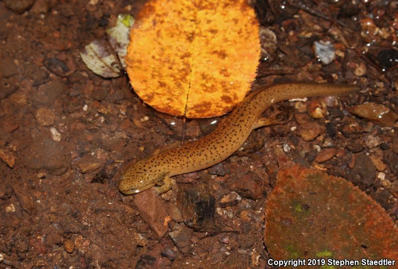 Northern Red Salamander (Pseudotriton ruber ruber)