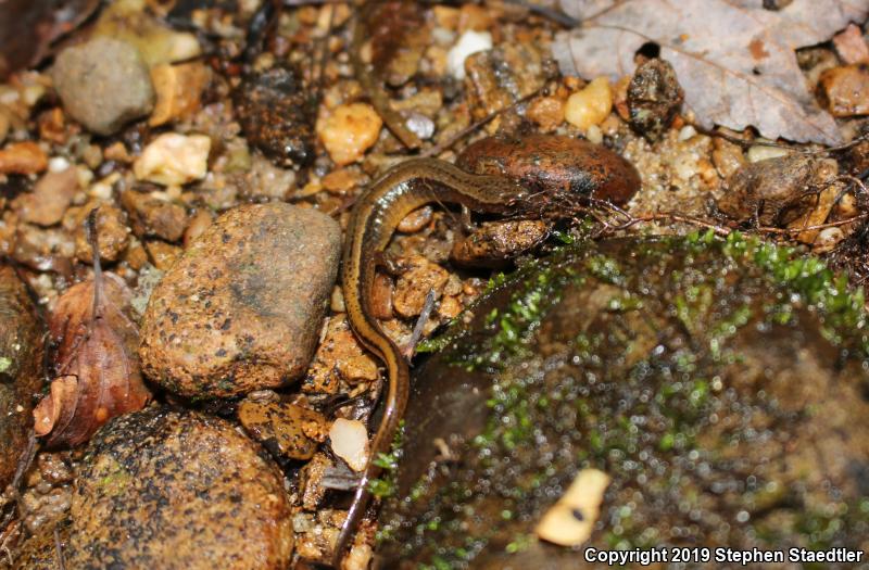 Northern Two-lined Salamander (Eurycea bislineata)