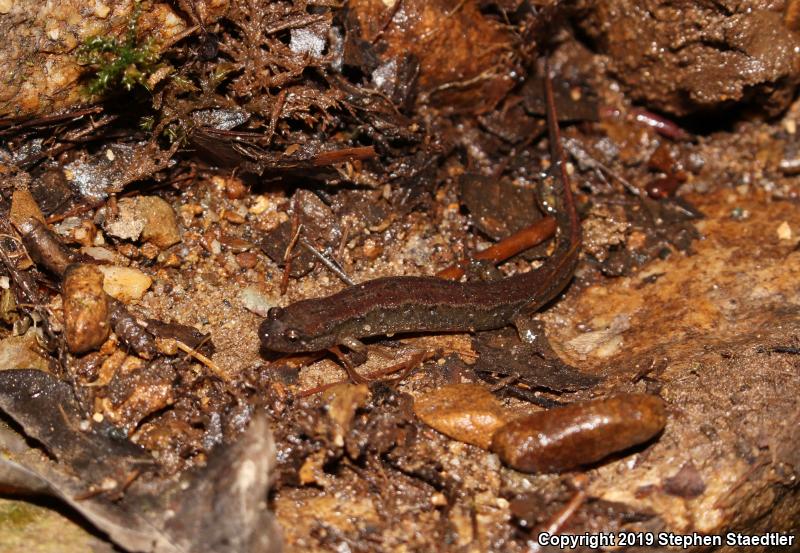 Northern Dusky Salamander (Desmognathus fuscus)