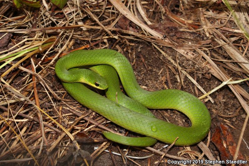 Eastern Smooth Greensnake (Opheodrys vernalis vernalis)