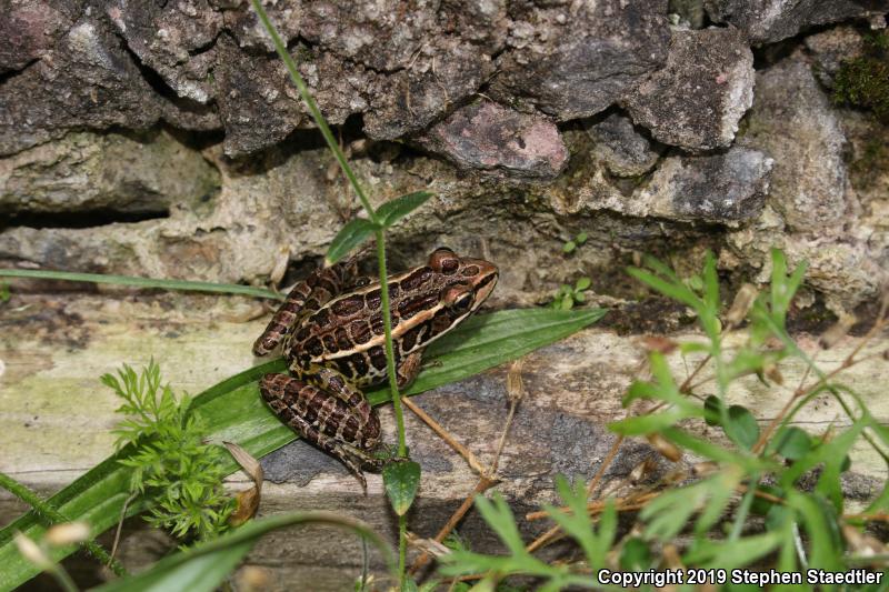 Pickerel Frog (Lithobates palustris)