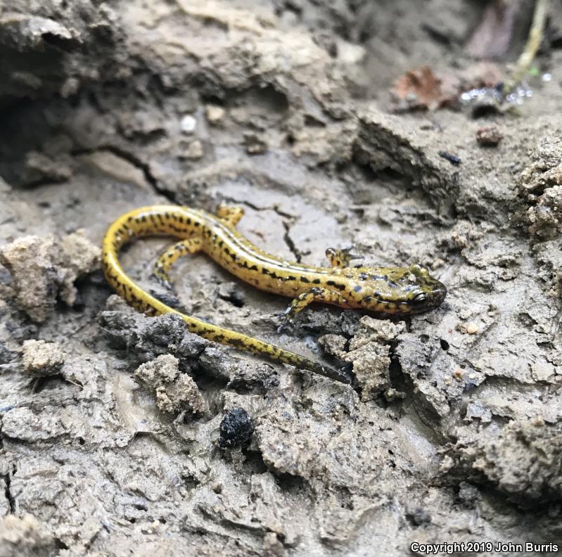 Long-tailed Salamander (Eurycea longicauda longicauda)