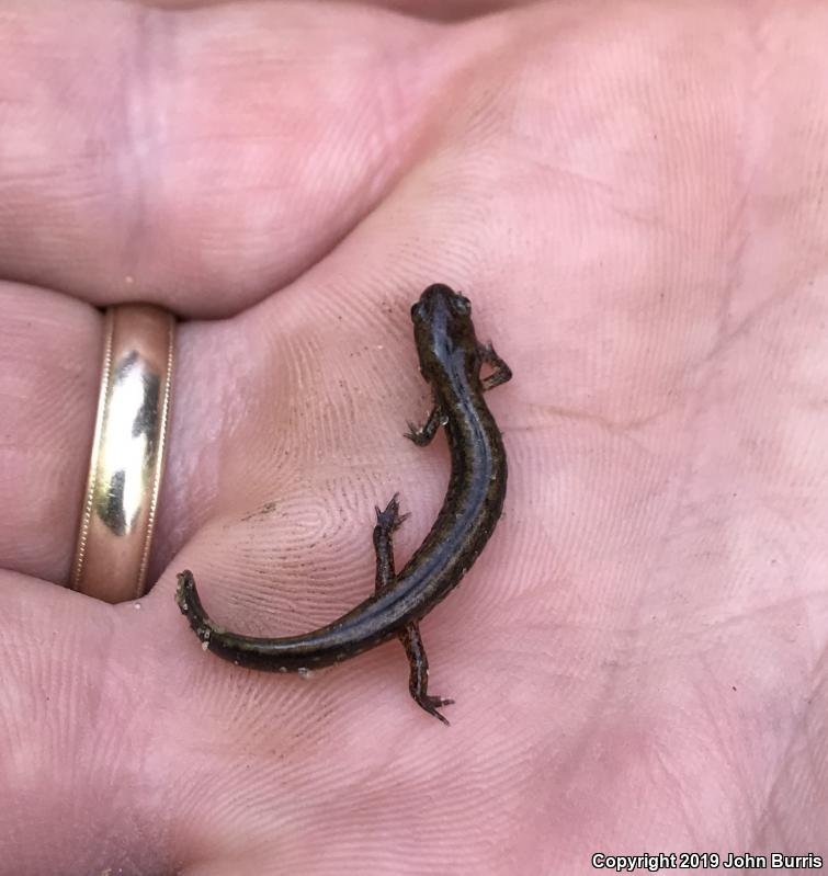 Southern Two-lined Salamander (Eurycea cirrigera)