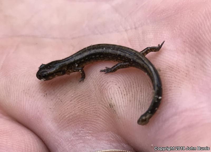 Southern Two-lined Salamander (Eurycea cirrigera)