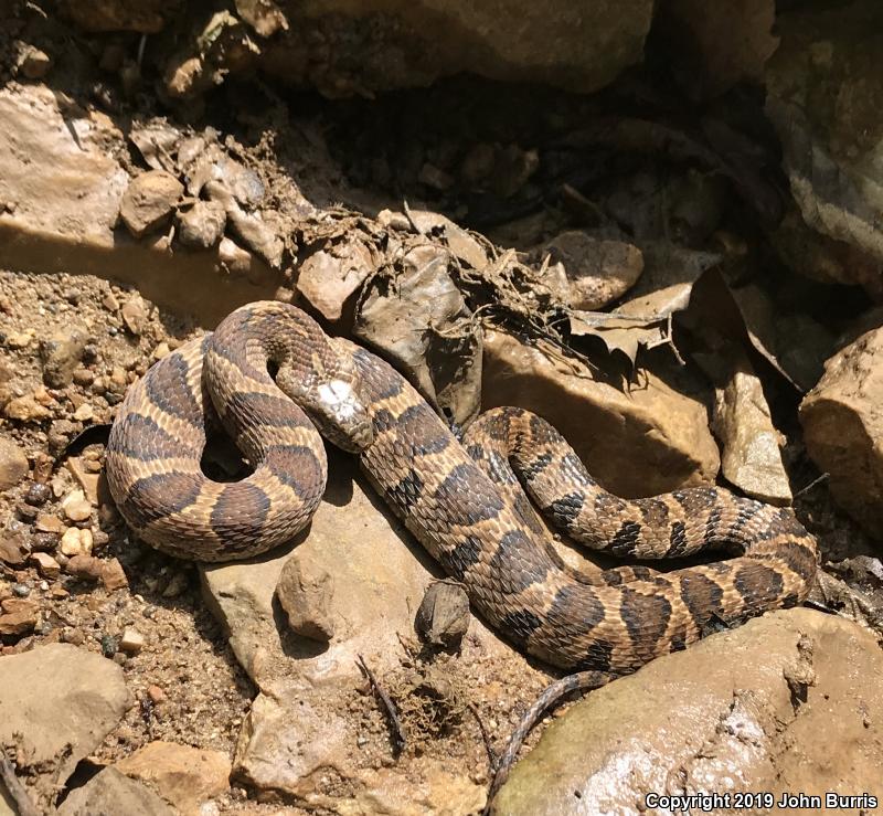 Midland Watersnake (Nerodia sipedon pleuralis)