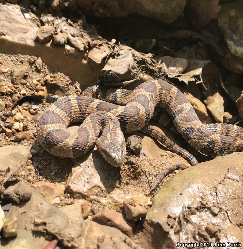 Midland Watersnake (Nerodia sipedon pleuralis)