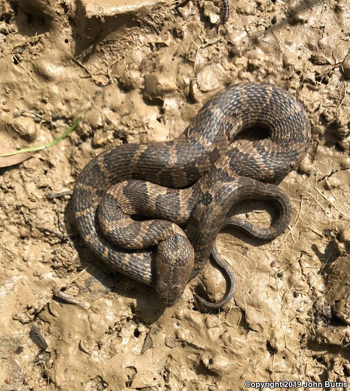 Midland Watersnake (Nerodia sipedon pleuralis)