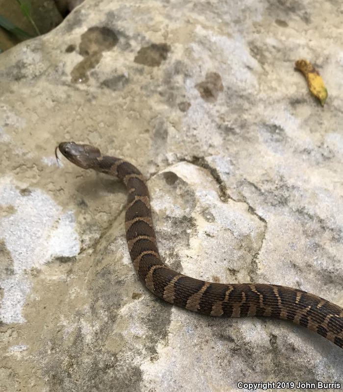 Midland Watersnake (Nerodia sipedon pleuralis)