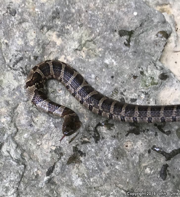 Midland Watersnake (Nerodia sipedon pleuralis)