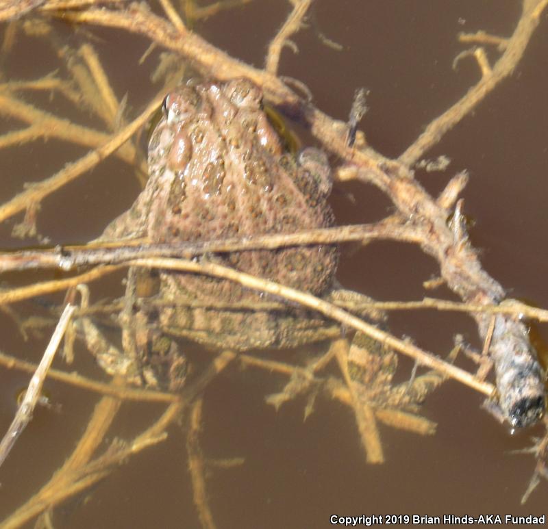 Great Plains Toad (Anaxyrus cognatus)