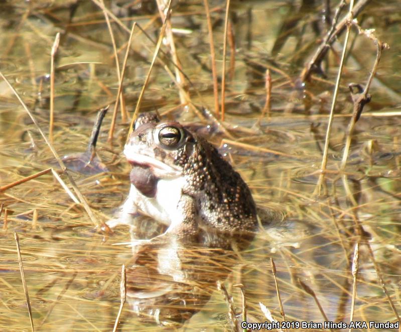 Great Plains Toad (Anaxyrus cognatus)