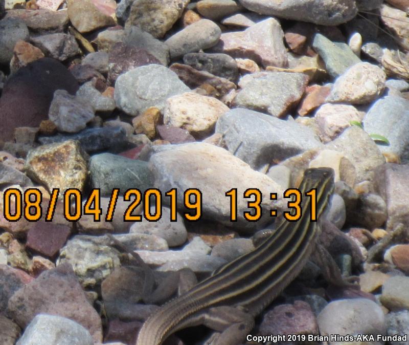 Desert Grassland Whiptail (Aspidoscelis uniparens)