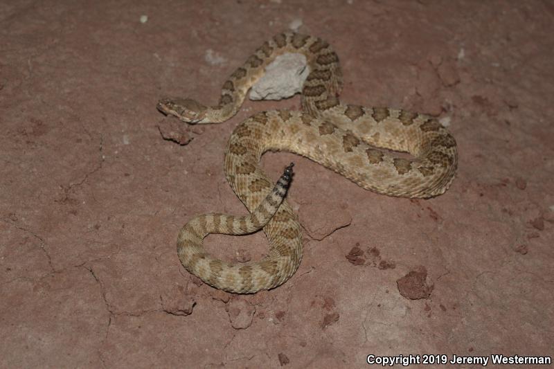 Grand Canyon Rattlesnake (Crotalus oreganus abyssus)