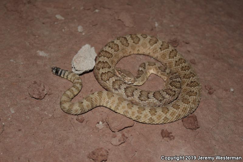 Grand Canyon Rattlesnake (Crotalus oreganus abyssus)