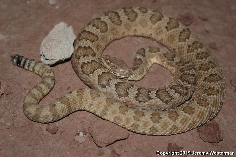 Grand Canyon Rattlesnake (Crotalus oreganus abyssus)