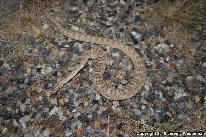 Grand Canyon Rattlesnake (Crotalus oreganus abyssus)