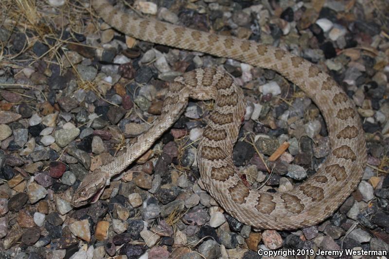 Grand Canyon Rattlesnake (Crotalus oreganus abyssus)