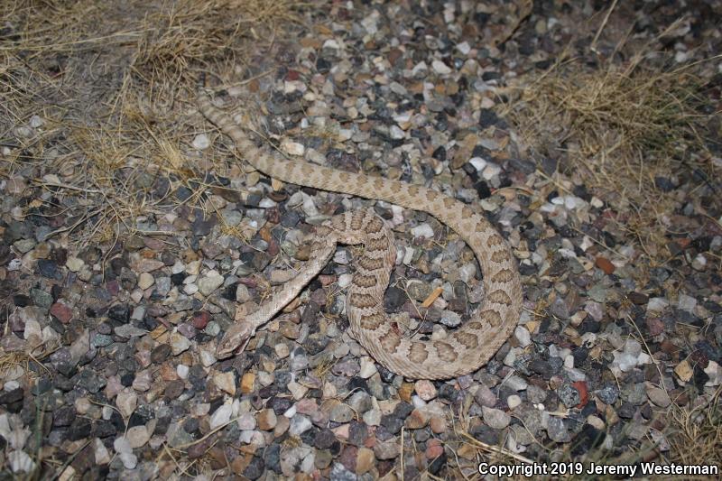 Grand Canyon Rattlesnake (Crotalus oreganus abyssus)