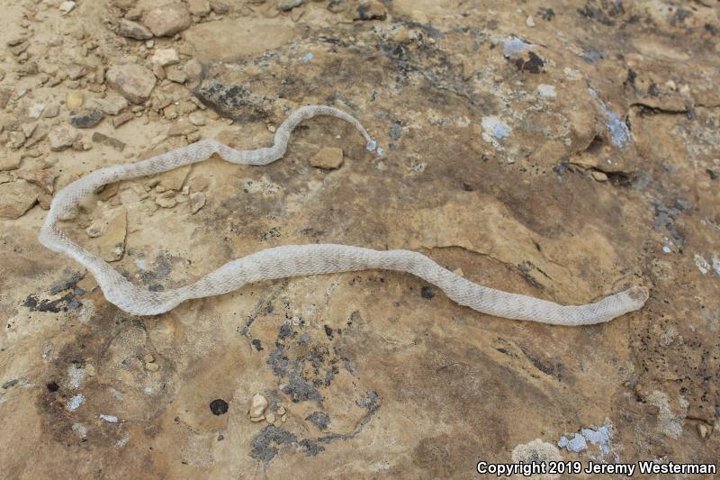 Utah Milksnake (Lampropeltis triangulum taylori)