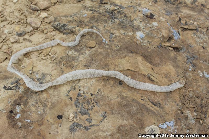 Utah Milksnake (Lampropeltis triangulum taylori)