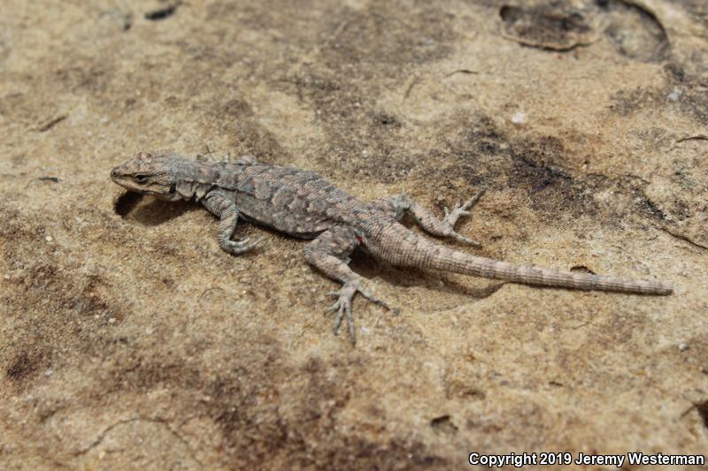 Northern Tree Lizard (Urosaurus ornatus wrighti)