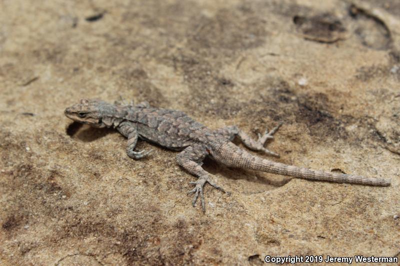 Northern Tree Lizard (Urosaurus ornatus wrighti)