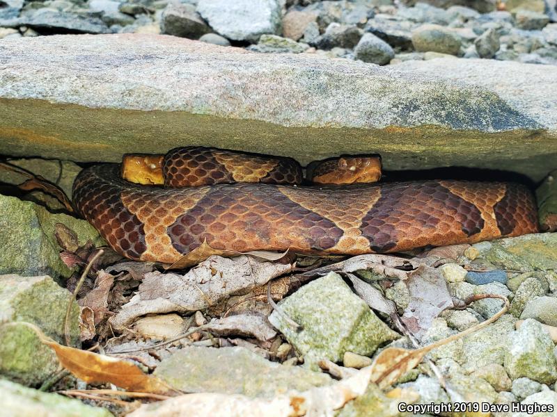 Northern  Copperhead (Agkistrodon contortrix mokasen)