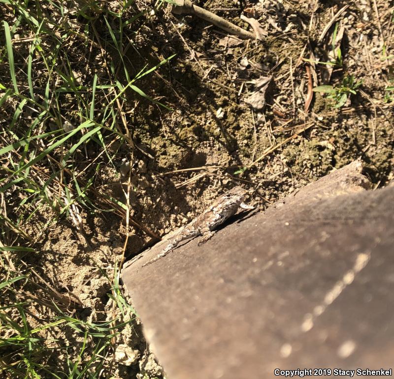 Eastern Fence Lizard (Sceloporus undulatus)