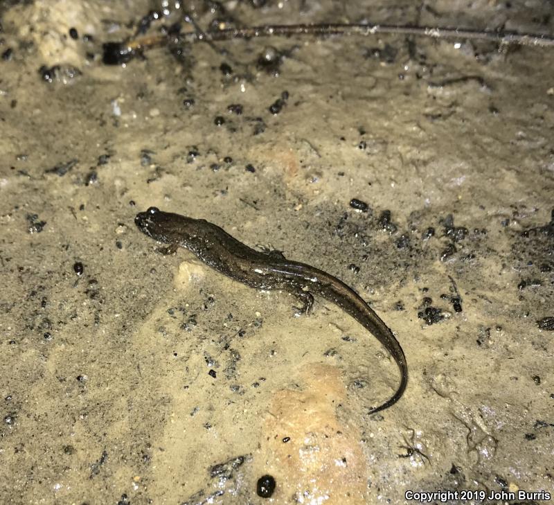 Northern Dusky Salamander (Desmognathus fuscus)