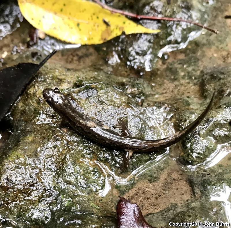 Northern Dusky Salamander (Desmognathus fuscus)