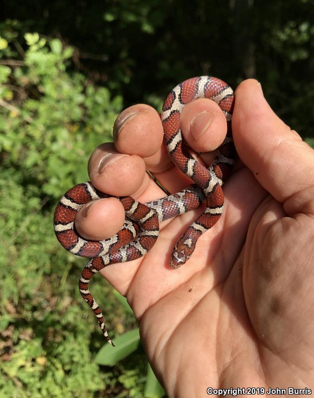 Eastern Milksnake (Lampropeltis triangulum triangulum)