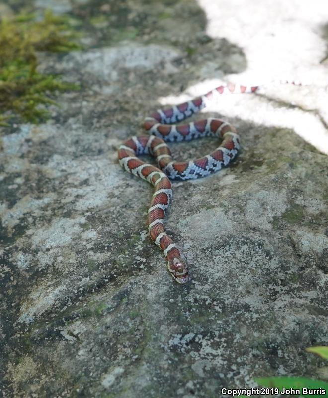 Eastern Milksnake (Lampropeltis triangulum triangulum)