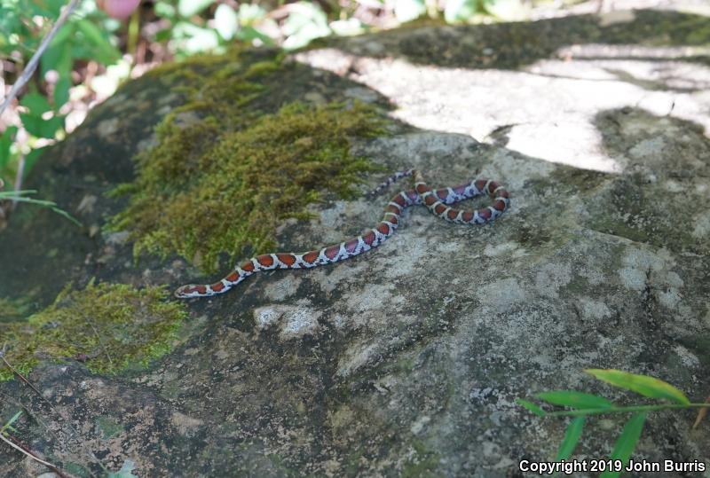 Eastern Milksnake (Lampropeltis triangulum triangulum)