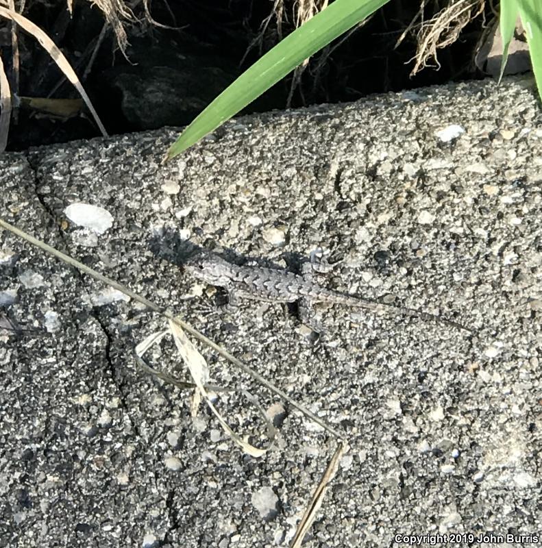 Eastern Fence Lizard (Sceloporus undulatus)