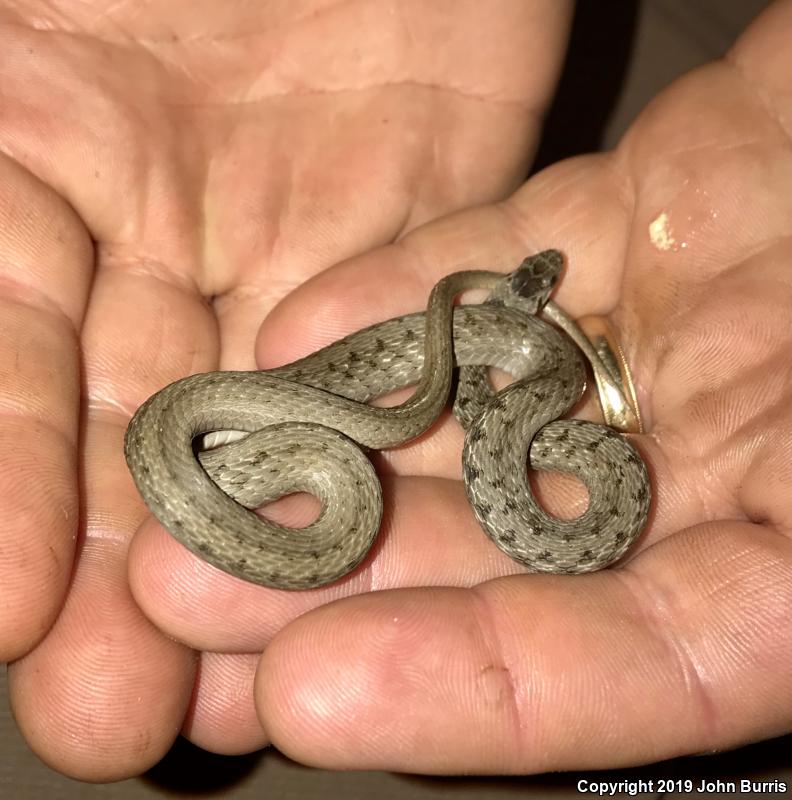 Midland Brownsnake (Storeria dekayi wrightorum)