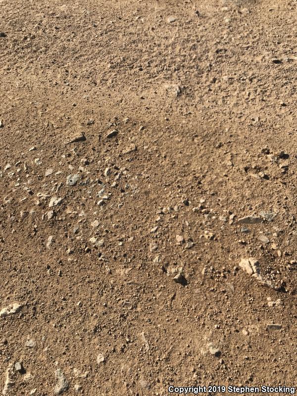 Mojave Patch-nosed Snake (Salvadora hexalepis mojavensis)