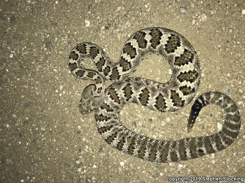 Arizona Black Rattlesnake (Crotalus cerberus)