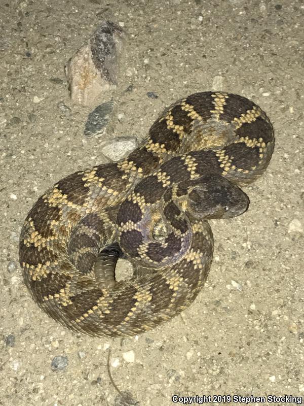 Arizona Black Rattlesnake (Crotalus cerberus)