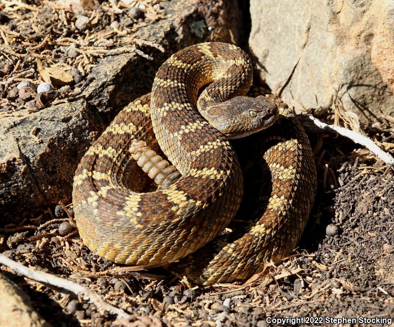 Arizona Black Rattlesnake (Crotalus cerberus)