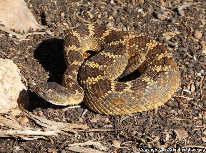 Arizona Black Rattlesnake (Crotalus cerberus)