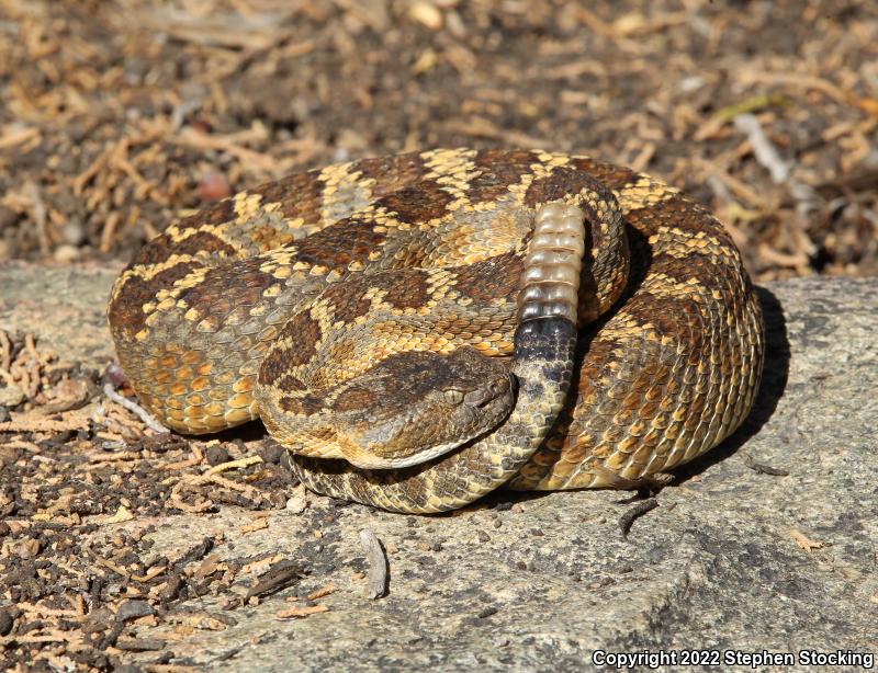 Arizona Black Rattlesnake (Crotalus cerberus)