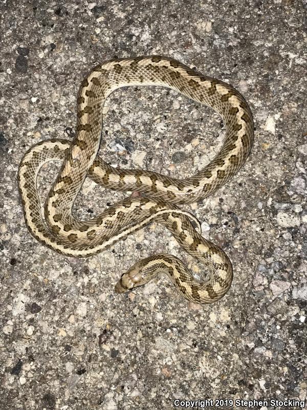 Glossy Snake (Arizona elegans)